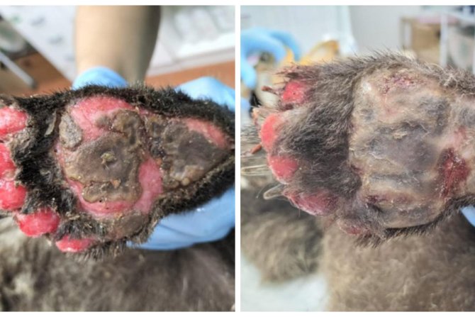 Лапа медвежонка до начала лечения и сейчас