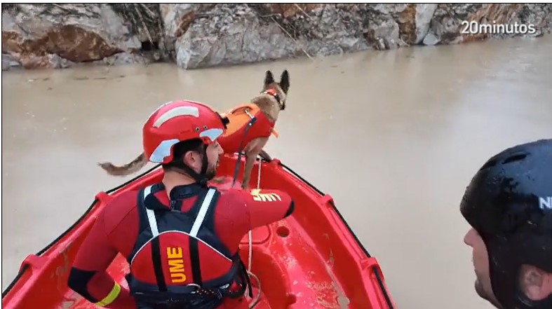 Способности собак UME поражают: они могут обнаружить тело человека, находящееся на глубине до 14 метров.