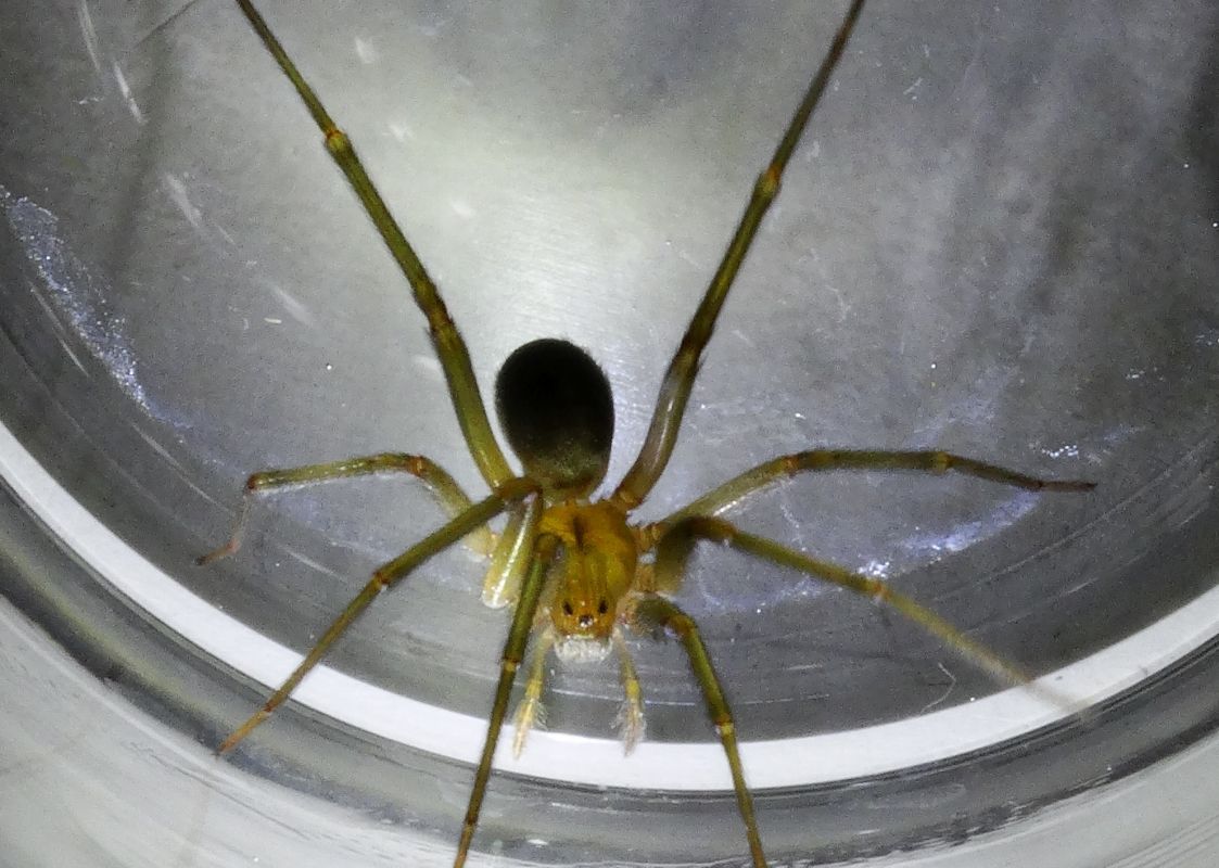 Паук скрипач