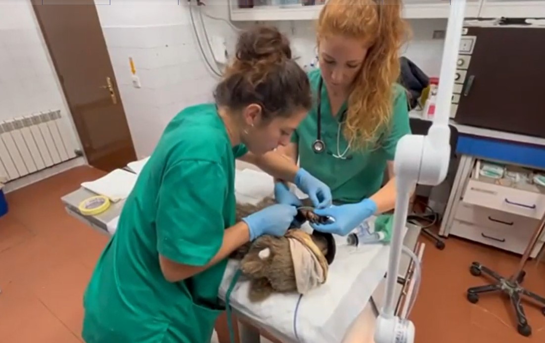 Спасение медвежонка, пострадавшего от ожогов после пожара