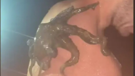 Ночное купание с осьминогом