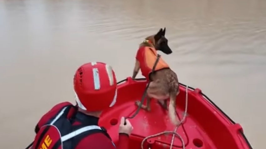 Собаки из UME помогают искать погибших после урагана DANA